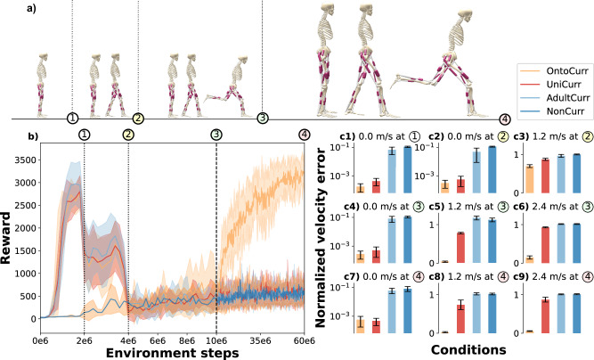 Bioinspired morphology and task curricula for learning locomotion in bipedal muscle-actuated systems.