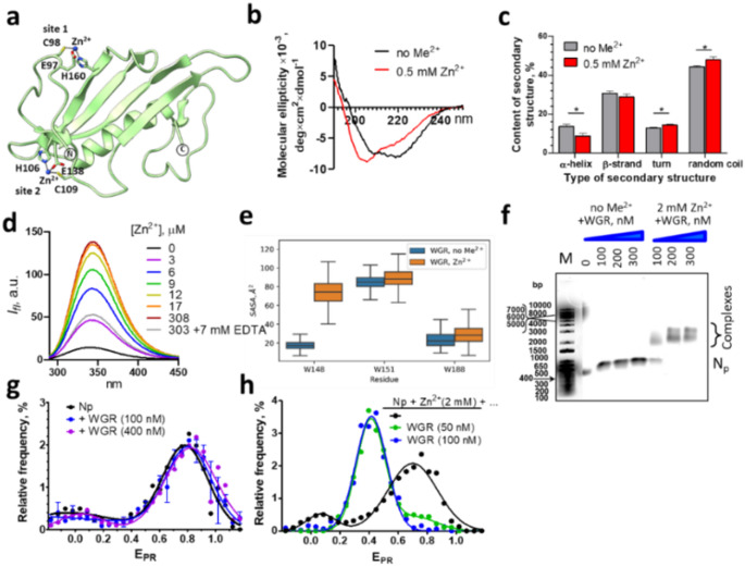 Poly(ADP-ribose)polymerase 2 is zinc-dependent enzyme and nucleosome reorganizer.