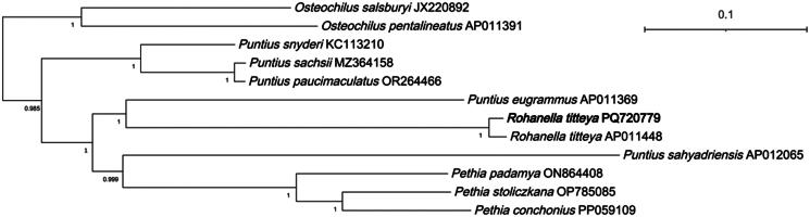The first complete mitochondrial genome of <i>Rohanella titteya</i> (Cypriniformes: Cyprinidae) and its phylogenetic analysis.