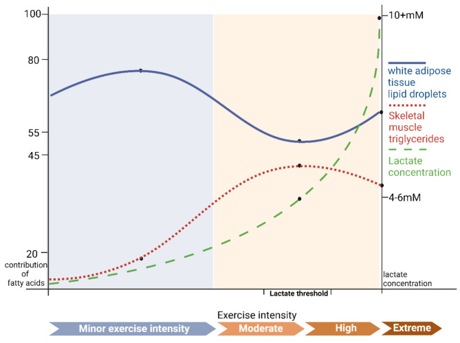 Mechanism of Fatty Acid Metabolism and Regulation by Lactate During Exercise in White Adipose and Skeletal Muscle Tissue: A Review.
