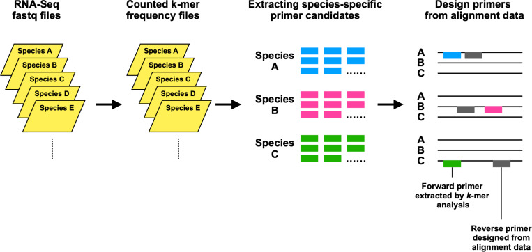 A PCR primer design method for identifying spider mite species using k-mer counting.