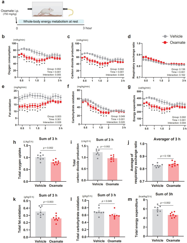 Oxamate suppresses whole-body energy metabolism at rest and during exercise in mice by inhibiting fat oxidation and altering lactate dynamics.