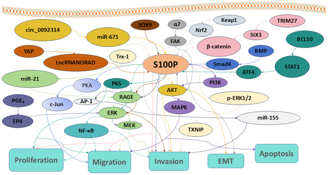 Multiple roles of S100P in pan carcinoma: Biological functions and mechanisms (Review).