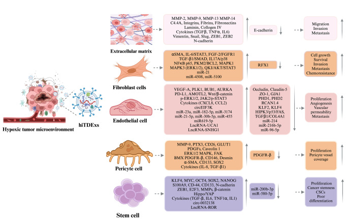 Pathways and outputs orchestrated in tumor microenvironment cells by hypoxia-induced tumor-derived exosomes in pan-cancer.