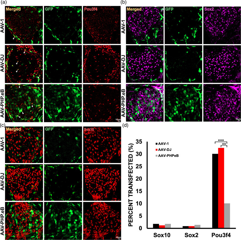 AAV-mediated transgene delivery targeting spiral ganglion nonsensory cells.