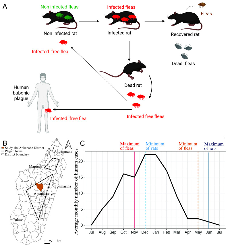 Unraveling the role of rat and flea population dynamics on the seasonality of plague epidemics in Madagascar.