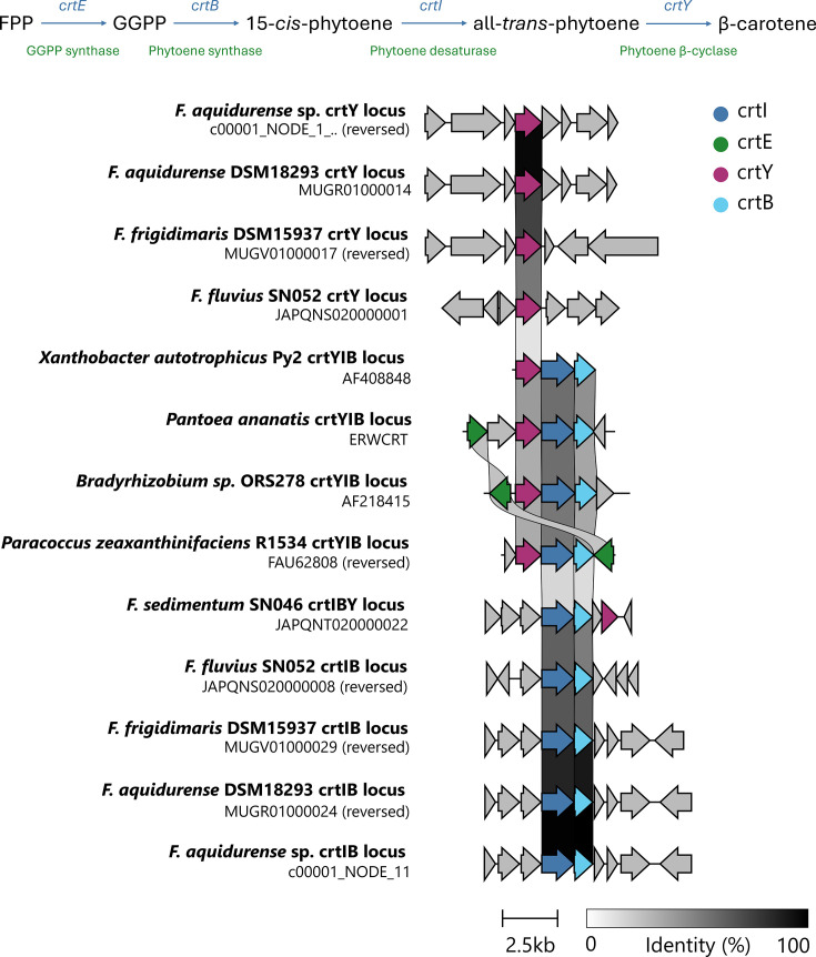 Draft genome sequence of Flavobacterium aquidurense strain, isolated from untreated wastewater.