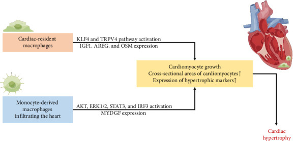 Mechanisms and Prevention Strategies of Macrophage Involvement in the Progression From Hypertension to Heart Failure.