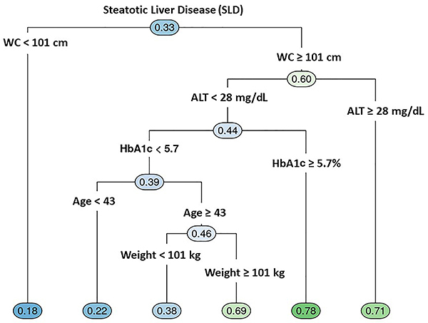 The utility of an artificial intelligence model based on decision tree and evolution algorithm to evaluate steatotic liver disease in a primary care setting.