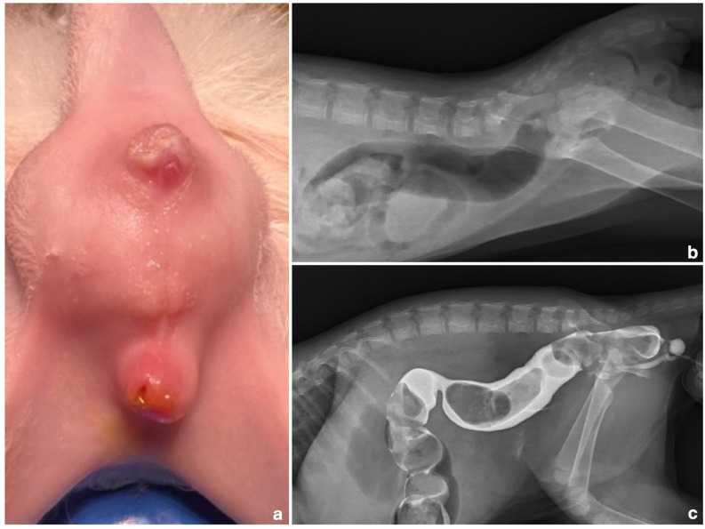 Successful staged surgical management of atresia ani with urethrorectal fistula in a male kitten.
