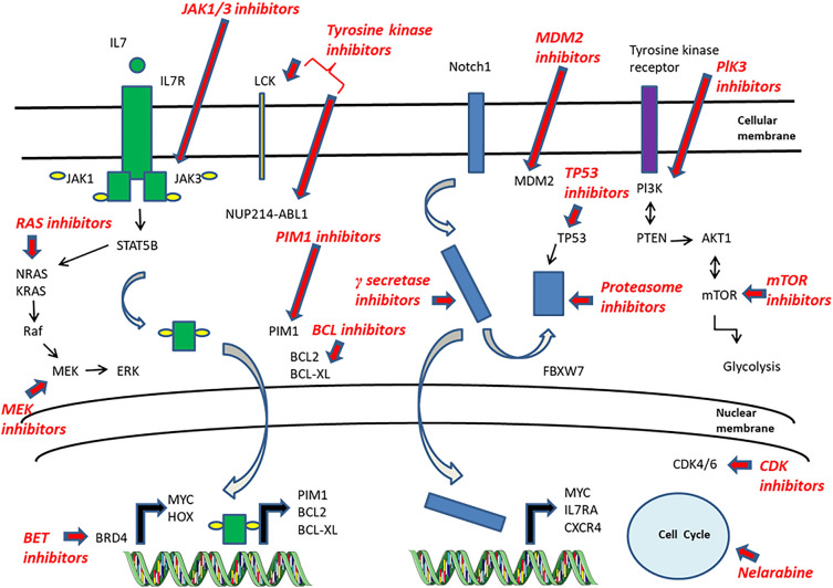Promising Drugs Targeting Specific Mechanisms of Deregulation in T Cell Lineage Acute Lymphoblastic Leukemia.