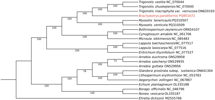 The complete chloroplast genome sequence of <i>Brachybotrys paridiformis</i> Maxim. ex Oliv. (Boraginaceae), a species from a monotypic genus in Northeast China.