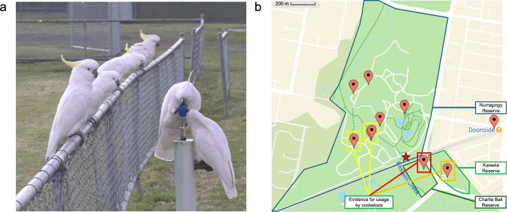 Emergence of a novel drinking innovation in an urban population of sulphur-crested cockatoos, <i>Cacatua galerita</i>.