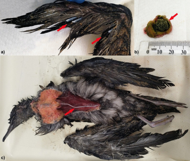 Alterations in characteristics of plastic ingestion and decreasing body condition in beachcast fledgling short-tailed shearwaters (Ardenna tenuirostris) at Phillip Island, Australia