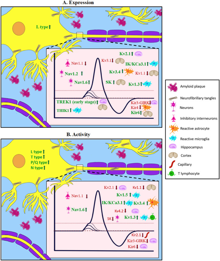 Role of Ion Channels in Alzheimer's Disease Pathophysiology.