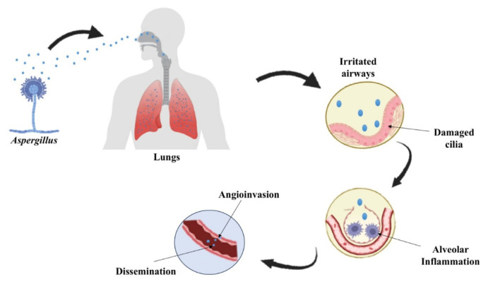 Aspergillosis: A comprehensive review of pathogenesis, drug resistance, and emerging therapeutics.