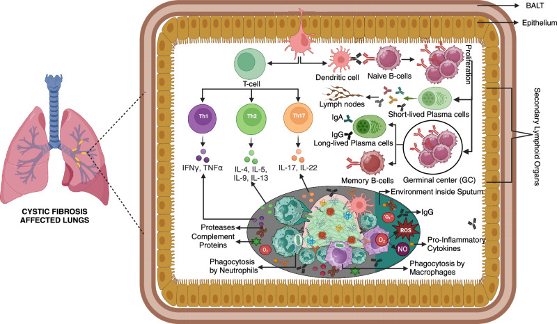 Immune system dynamics in response to Pseudomonas aeruginosa biofilms.