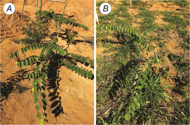 Green manure can be an auxiliary factor against dynamic photoinhibition in <i>Dalbergia ecastophyllum</i> (L.) young trees in areas impacted by mining.