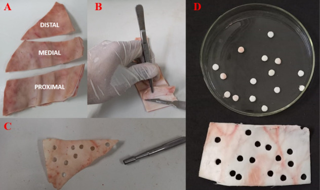 Greener Decellularization of Porcine Auricular Cartilage Using Supercritical Technology and Different Pretreatments for Application in Tissue Engineering