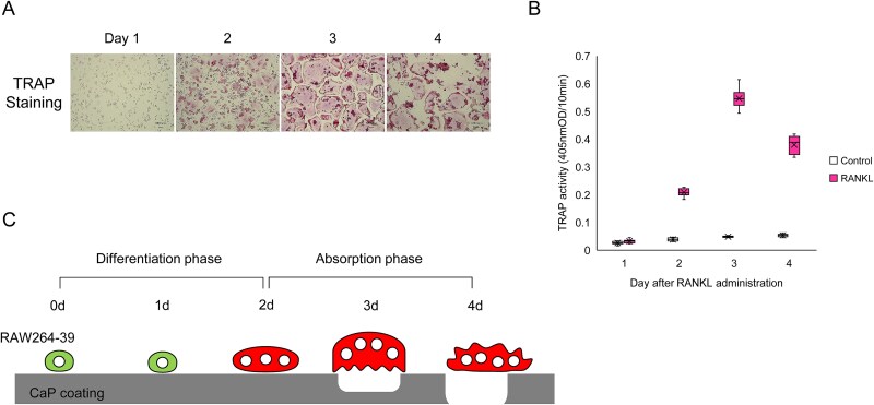 Direct and indirect effects of transforming growth factor-beta on osteoclast-mediated bone remodeling using a new in vitro bone matrix model.