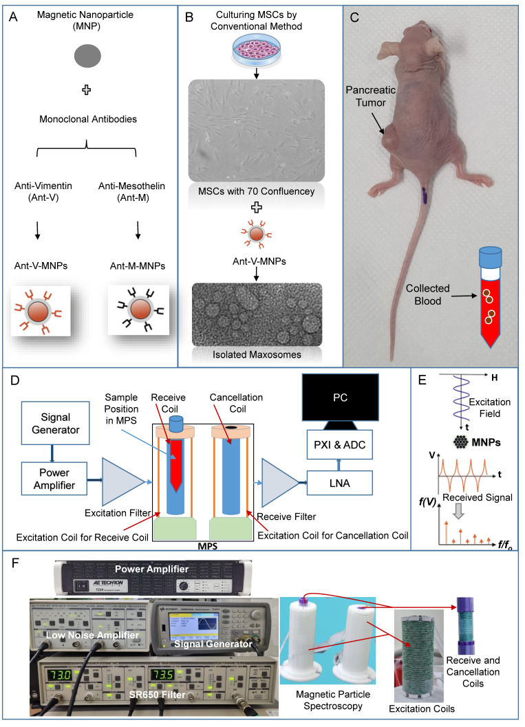 Advanced Detection of Pancreatic Cancer Circulating Tumor Cells Using Biomarkers and Magnetic Particle Spectroscopy.
