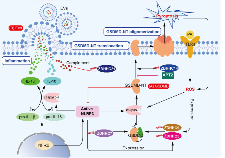 Exploring the role of palmitoylation in sepsis: mechanistic insights and future perspectives.