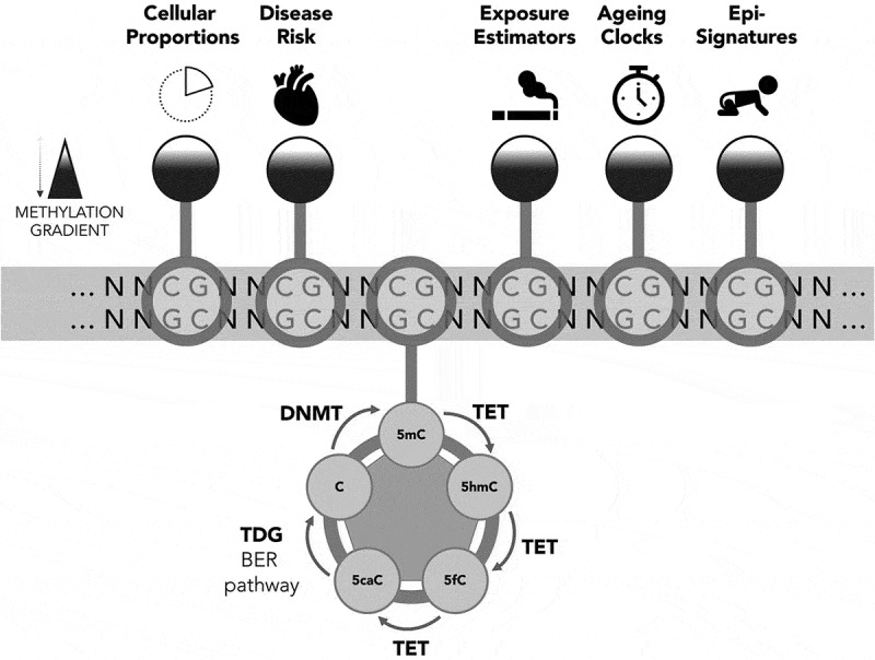 The predictive power of profiling the DNA methylome in human health and disease.