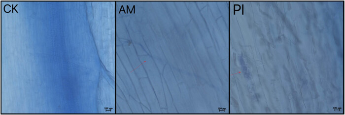Effects of <i>Piriformospora indica</i> and arbuscular mycorrhizal fungus on growth and physiology of <i>Moringa oleifera</i> under low-temperature stress.