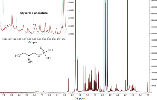 Metabolic insights into the warfarin-mango interaction: A pilot study integrating clinical observations and metabolomics.