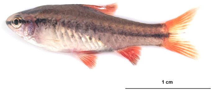 The first complete mitochondrial genome of <i>Rohanella titteya</i> (Cypriniformes: Cyprinidae) and its phylogenetic analysis.