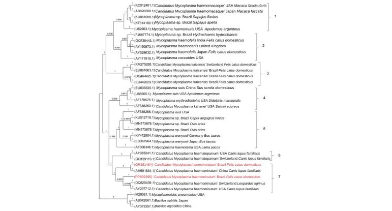 Molecular detection of hemoplasmas in domestic cats from different Brazilian regions.