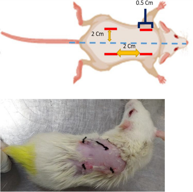 Cytotoxicity and subcutaneous tissue response of beta RCS in comparison with ADSeal and AH plus endodontic sealers: in vitro/in vivo study.