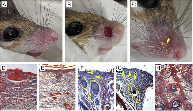 Spiny mice (Acomys) regenerate wounded whisker pad skin with whisker follicles, muscles, and targeted innervation.
