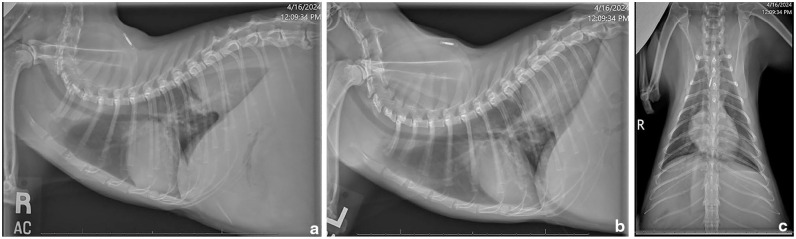 Bicavitary involvement of feline eosinophilic sclerosing fibroplasia with intralesional methicillin-resistant <i>Staphylococcus aureus</i>.