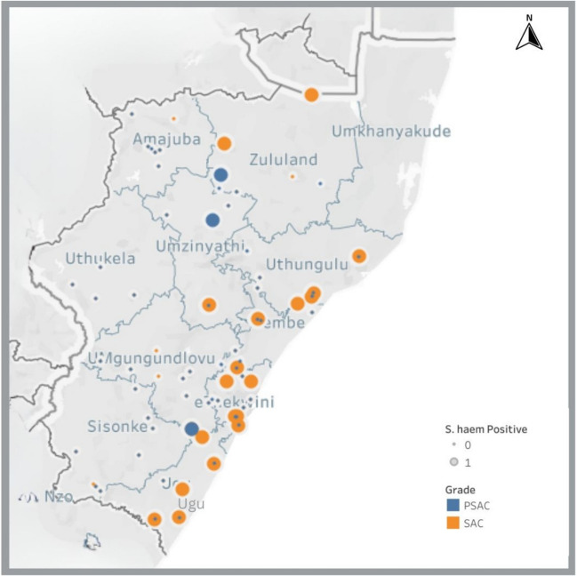 A comparative analysis of the prevalence and intensity of schistosomiasis and soil-transmitted helminth infections between preschool-aged children and school-going children in KwaZulu-Natal Province.