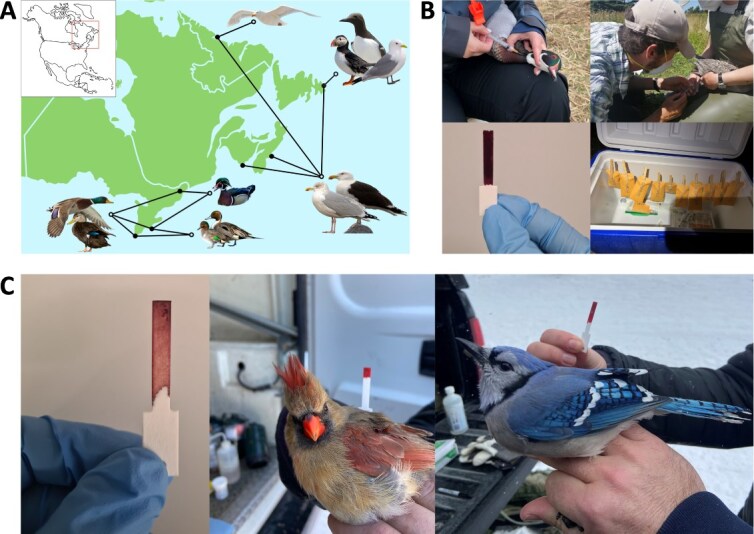 Comparison of whole blood on filter strips with serum for avian influenza virus antibody detection in wild birds.