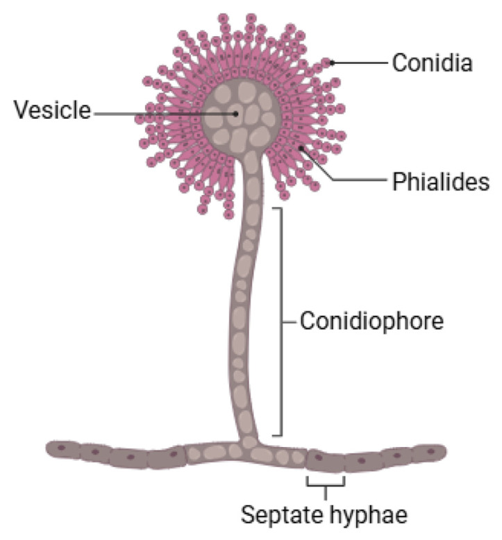 Aspergillosis: A comprehensive review of pathogenesis, drug resistance, and emerging therapeutics.