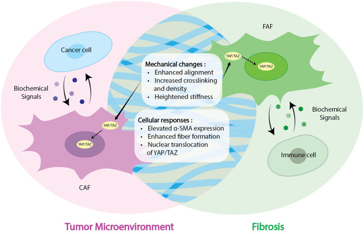 The mechanobiology of fibroblast activation in disease.