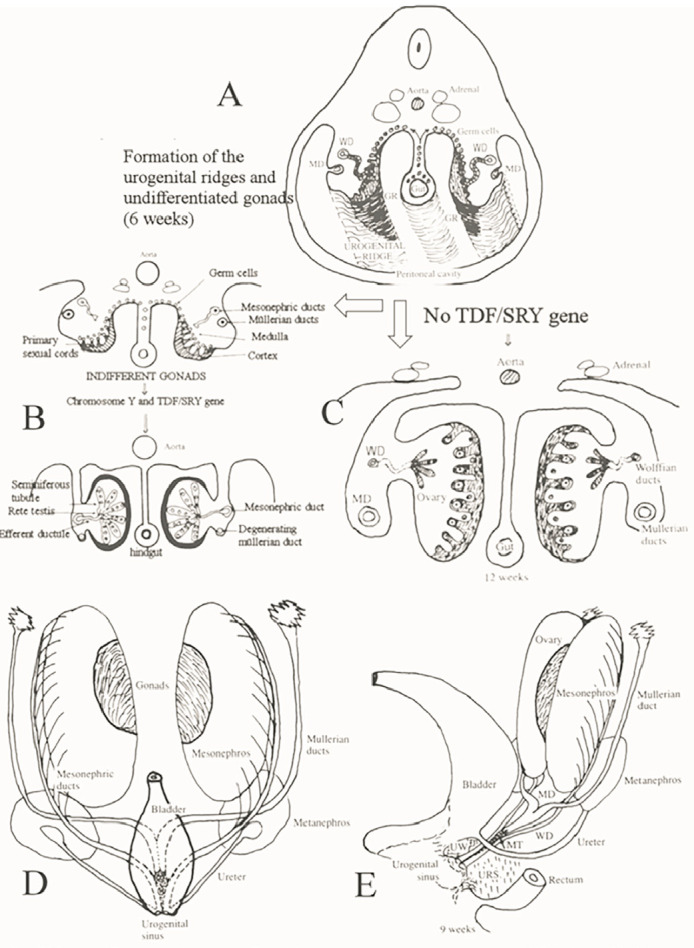 Euro-Chinese consensus on accessory cavitated uterine malformation<sup>*,†</sup>.