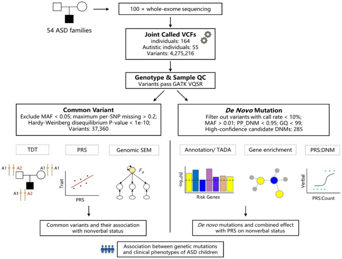 Unraveling genetic risk contributions to nonverbal status in autism spectrum disorder probands.