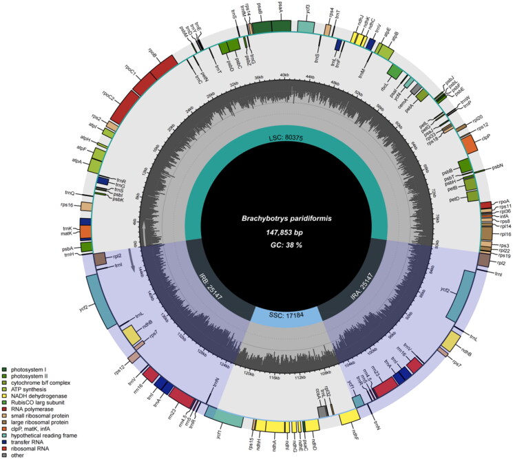 The complete chloroplast genome sequence of <i>Brachybotrys paridiformis</i> Maxim. ex Oliv. (Boraginaceae), a species from a monotypic genus in Northeast China.
