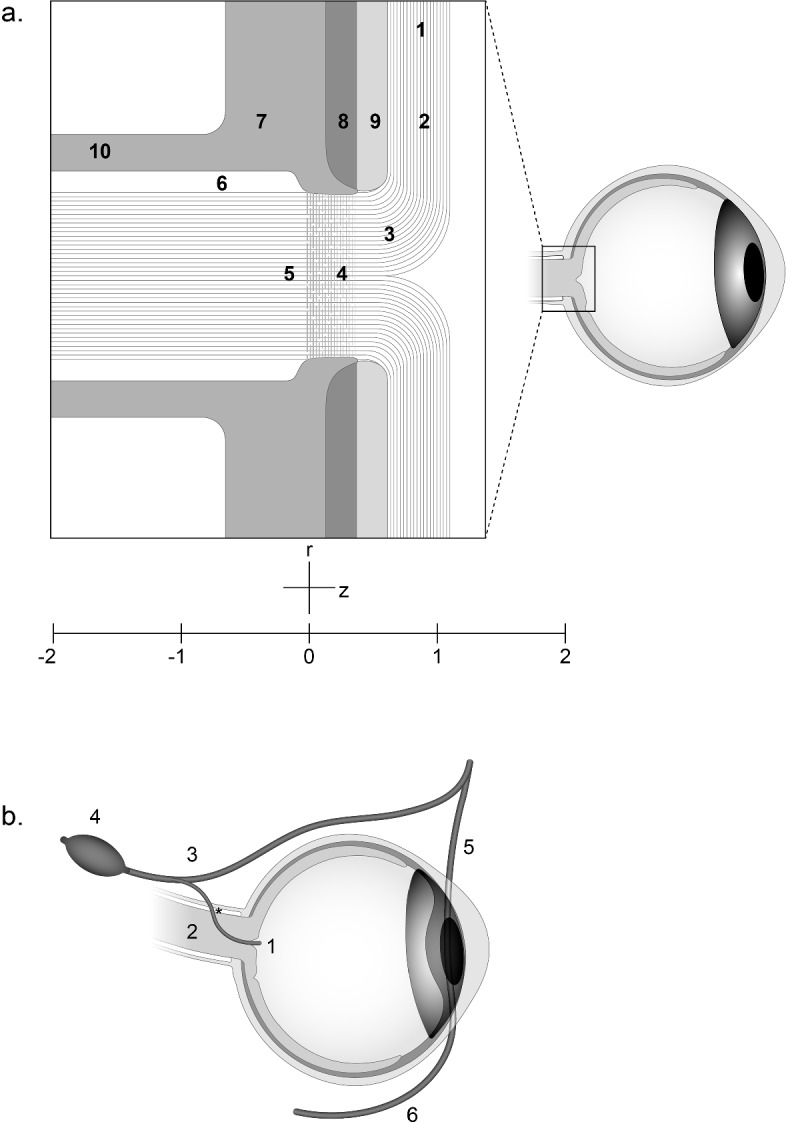 The Pathogenesis of Papilledema: Review of the Literature and a New Hypothesis.
