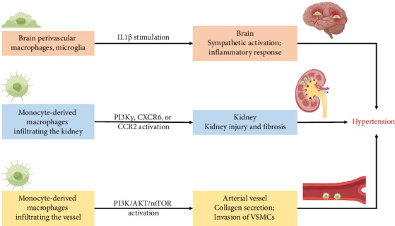 Mechanisms and Prevention Strategies of Macrophage Involvement in the Progression From Hypertension to Heart Failure.