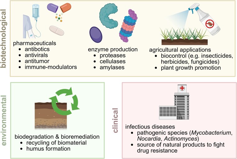 CRISPR-Cas in actinomycetes: still a lot to be discovered.
