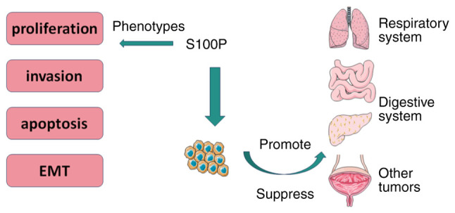 Multiple roles of S100P in pan carcinoma: Biological functions and mechanisms (Review).