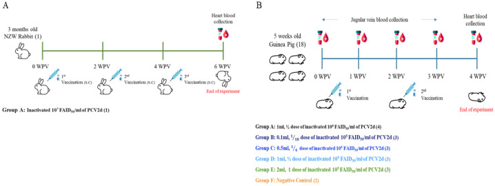 An In-House ELISA for Anti-Porcine Circovirus Type 2d (PCV2d) IgG: Analytical Validation and Serological Correlation.
