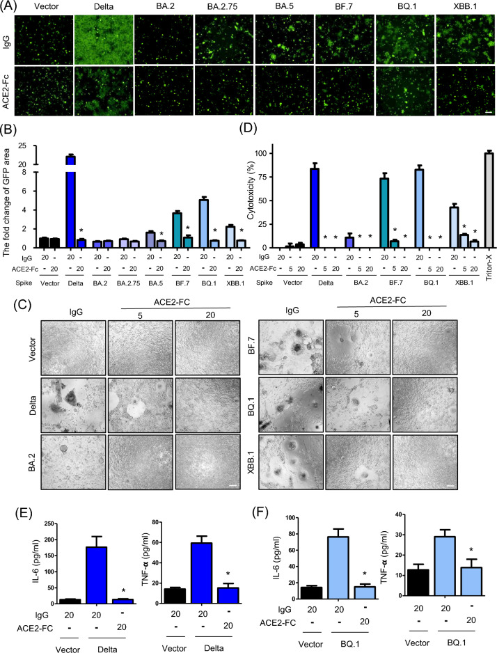 The ACE2 decoy receptor can overcome immune escape by rapid mutating SARS-CoV-2 variants and reduce cytokine induction and clot formation.