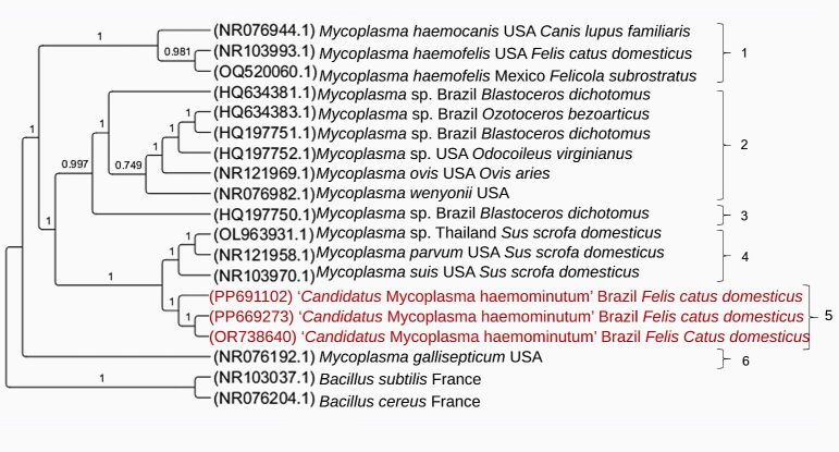 Molecular detection of hemoplasmas in domestic cats from different Brazilian regions.