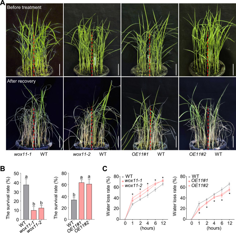 WOX11-OsPRX130 module confers rice drought tolerance by maintaining ROS homeostasis in rice root.