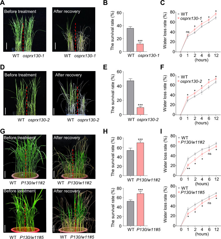 WOX11-OsPRX130 module confers rice drought tolerance by maintaining ROS homeostasis in rice root.
